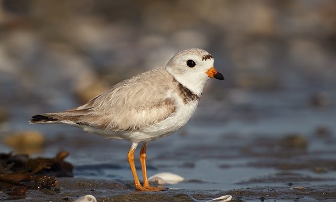 DEEP reminds state park visitors to maintain safe distance from beach nesting birds