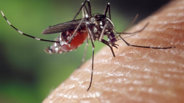 City of Bridgeport Announces West Nile Virus Confirmed in Mosquito Breeding Grounds