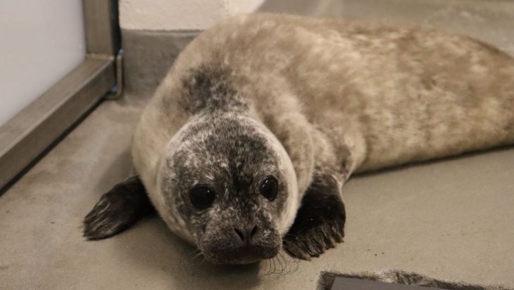 It’s a Boy! The Maritime Aquarium Announces New Harbor Seal Pup